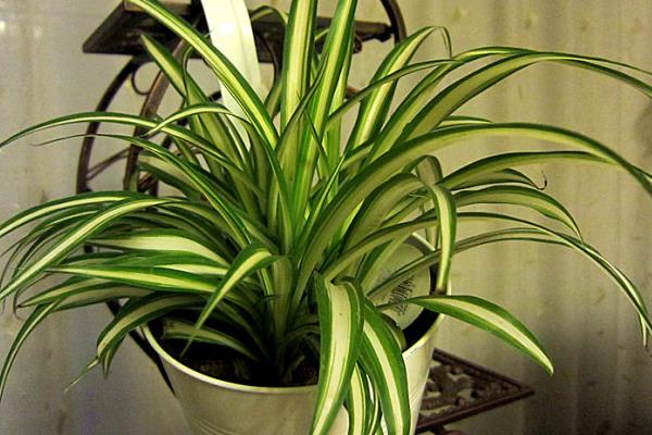 金心吊蘭怎么養 金心吊蘭和金邊吊蘭哪個好