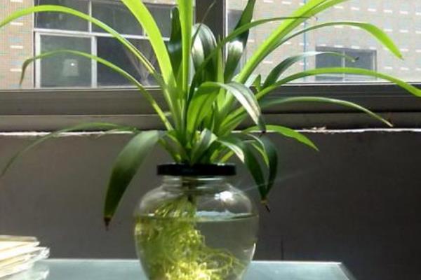 水培吊蘭怎么養長得快 水培吊蘭怎么自制營養液