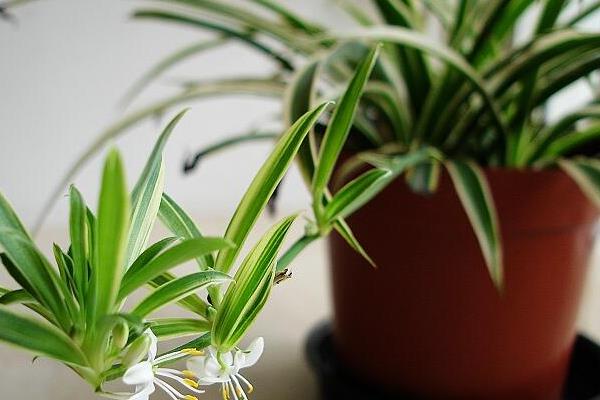 家庭養吊蘭好嗎 養吊蘭對風水的作用（擺放位置）