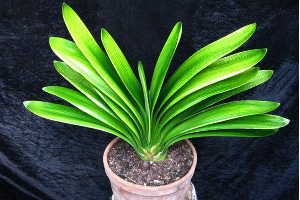 君子蘭怎么澆水（多久澆一次）  給君子蘭澆什么水比較好