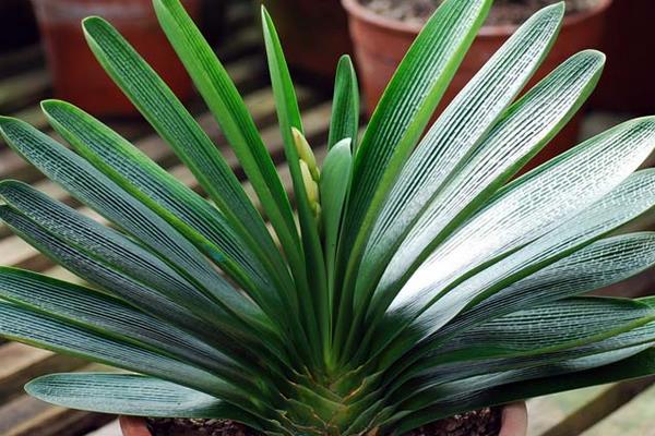 君子蘭怎么澆水(多久澆一次) 給君子蘭澆什么水比較好