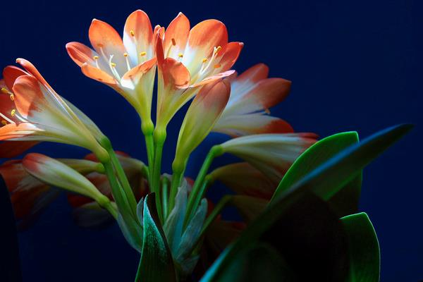 君子蘭怎么澆水(多久澆一次) 給君子蘭澆什么水比較好