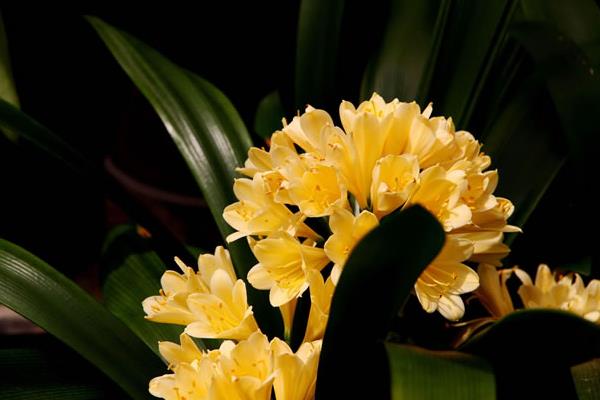 君子蘭怎么澆水(多久澆一次) 給君子蘭澆什么水比較好