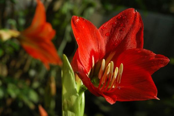 君子蘭怎么澆水(多久澆一次) 給君子蘭澆什么水比較好