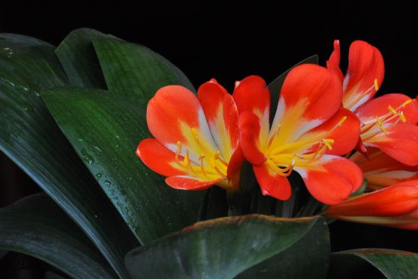 君子蘭怎么澆水(多久澆一次) 給君子蘭澆什么水比較好