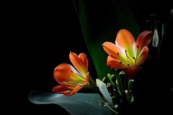 君子蘭種子怎么種 君子蘭的品種