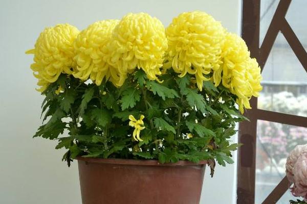 菊花盆栽怎么養 陽臺養菊花方法與注意事項