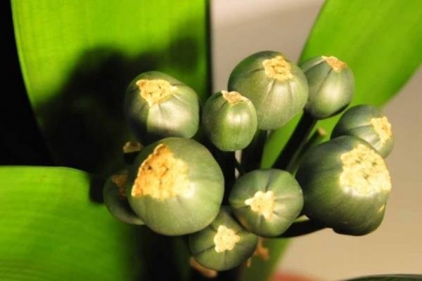 君子蘭種子怎么種 君子蘭的品種