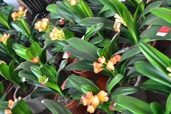 君子蘭種子怎么種 君子蘭的品種