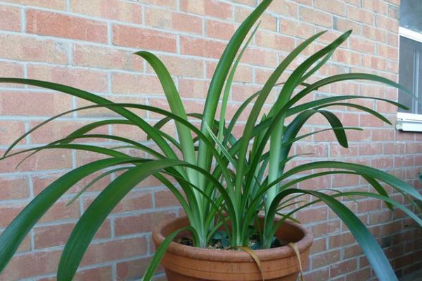 君子蘭種子怎么種 君子蘭的品種