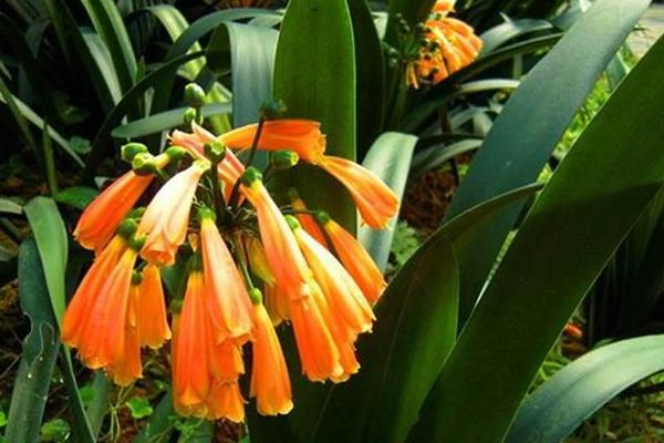 君子蘭種子怎么種 君子蘭的品種