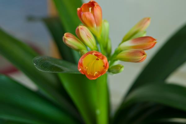 君子蘭種子怎么種 君子蘭的品種