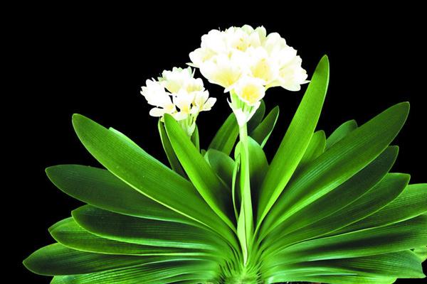 君子蘭種子怎么種 君子蘭的品種