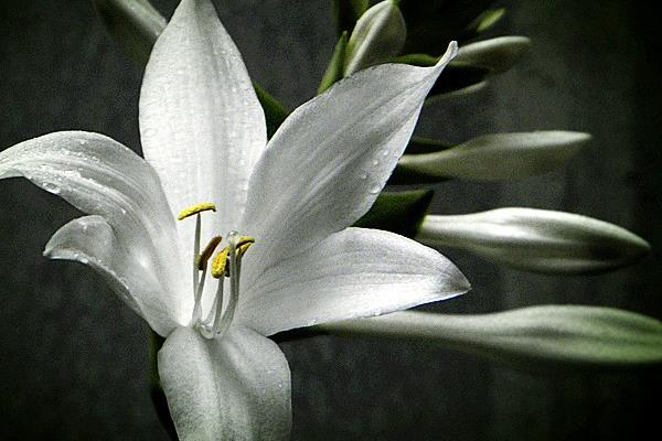 玉簪花有毒嗎 玉簪花能放在室內臥室嗎