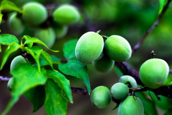 梅子什么時(shí)候成熟 梅子是幾月的水果