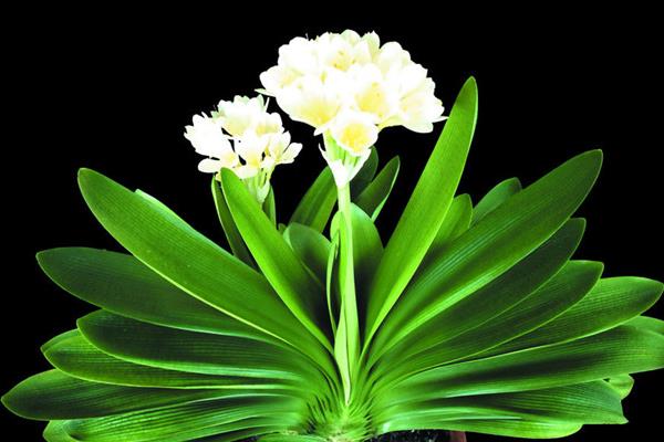 君子蘭市場價格多少錢一盆 君子蘭哪個品種最貴