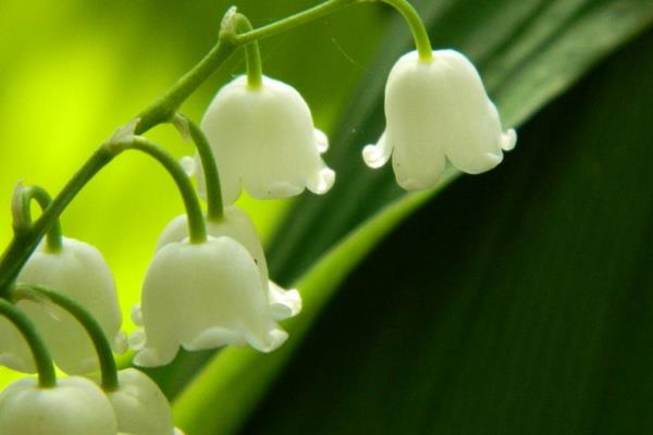 鈴蘭花圖片大全 鈴蘭花語及寓意