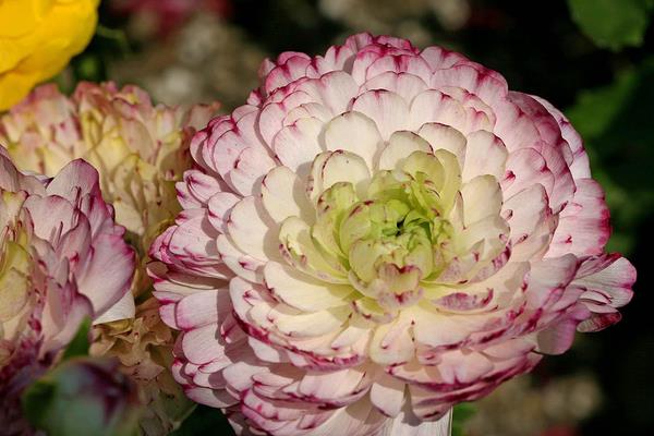 花毛茛什么時候開花 花毛茛花期是幾月