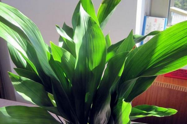 一葉蘭有毒嗎 一葉蘭能放在室內(nèi)臥室嗎