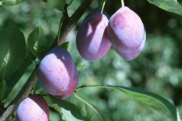 西梅怎么洗干凈 西梅怎么保存