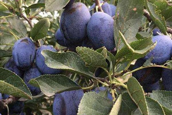 西梅怎么洗干凈 西梅怎么保存