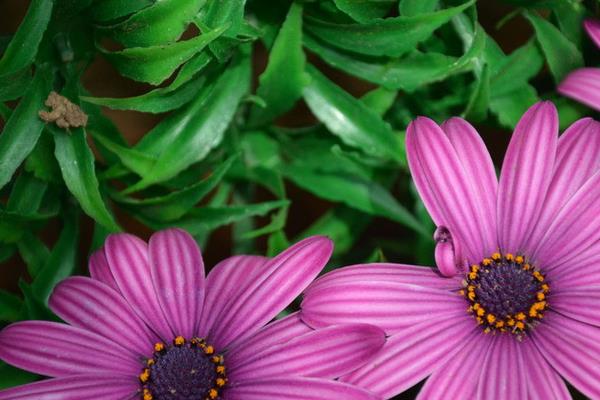 非洲菊市場價格多少錢一顆 非洲菊的風水作用