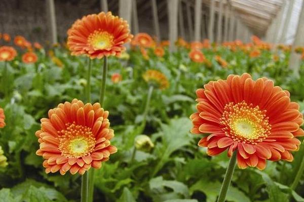 非洲菊市場價格多少錢一顆 非洲菊的風水作用