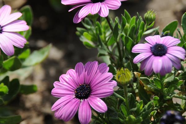 非洲菊市場價格多少錢一顆 非洲菊的風水作用