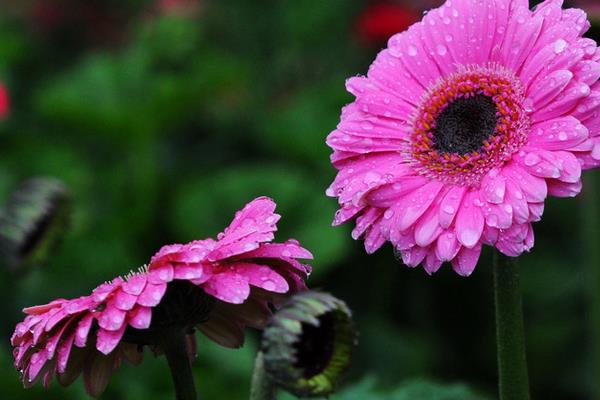 非洲菊市場價格多少錢一顆 非洲菊的風水作用