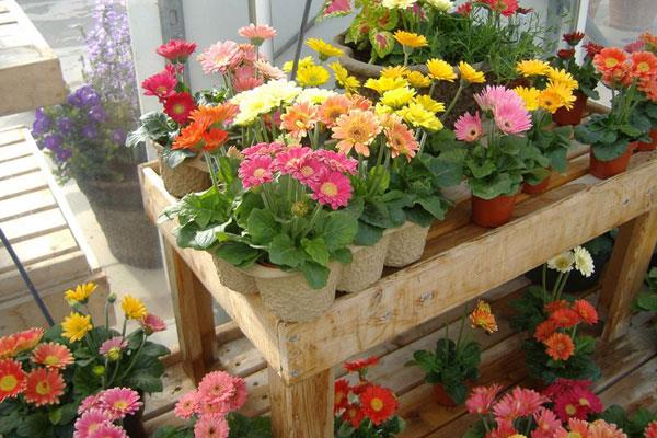 非洲菊市場價格多少錢一顆 非洲菊的風水作用