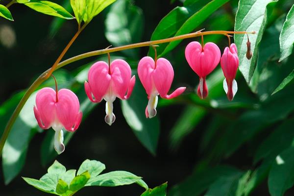 荷包牡丹圖片大全 荷包牡丹花語及寓意