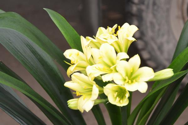 君子蘭和達(dá)木蘭的區(qū)別是什么 君子蘭有多少品種