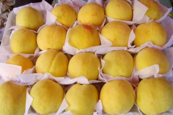 杏子和黃桃的區(qū)別是什么 杏的功效與作用