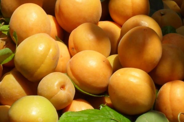 杏子和黃桃的區(qū)別是什么 杏的功效與作用