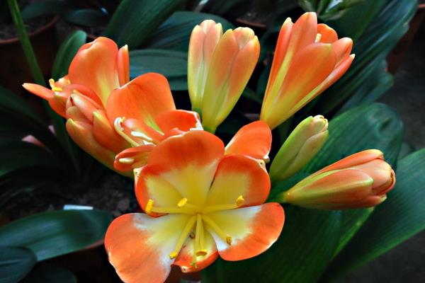 君子蘭和達(dá)木蘭的區(qū)別是什么 君子蘭有多少品種