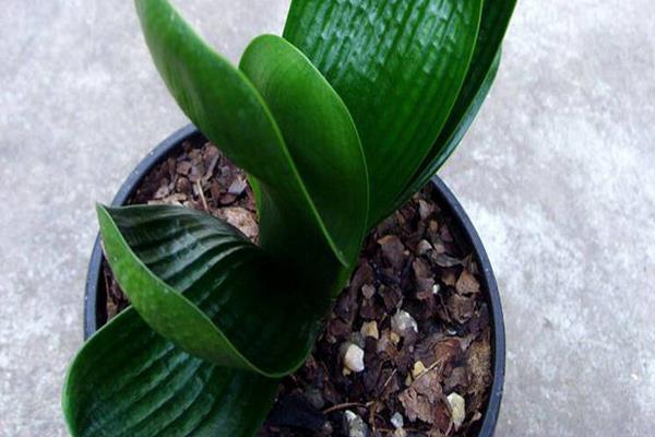 君子蘭和達(dá)木蘭的區(qū)別是什么 君子蘭有多少品種