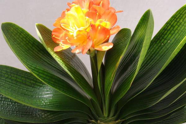 君子蘭和達(dá)木蘭的區(qū)別是什么 君子蘭有多少品種