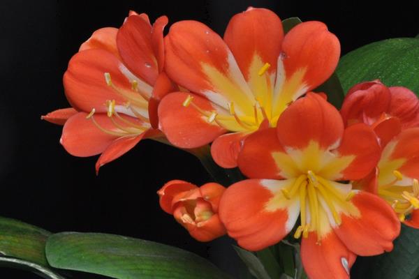 君子蘭和達(dá)木蘭的區(qū)別是什么 君子蘭有多少品種