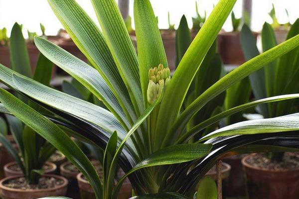 君子蘭和達(dá)木蘭的區(qū)別是什么 君子蘭有多少品種