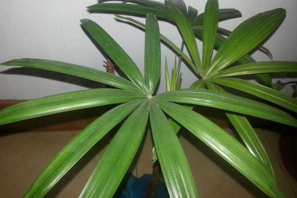 棕竹有哪些品種 棕竹有哪些作用