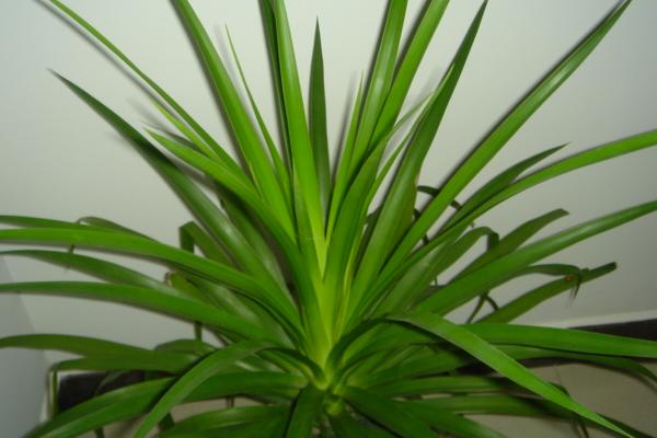 龍血樹怎么水培養殖 龍血樹怎么施肥