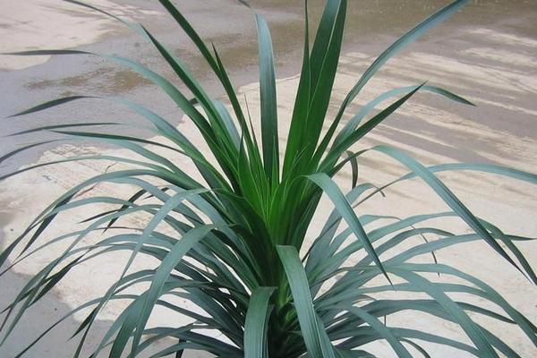 龍血樹怎么澆水（多久澆一次） 龍血樹爛根怎么辦