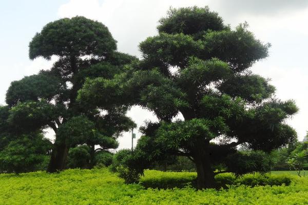 家庭養羅漢松好嗎 養羅漢松對風水的作用