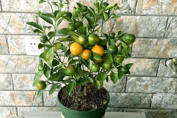 金桔盆景怎么制作好看 盆栽金桔怎么澆水