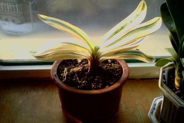 君子蘭小苗市場價格多少錢一棵 君子蘭小苗怎么種植