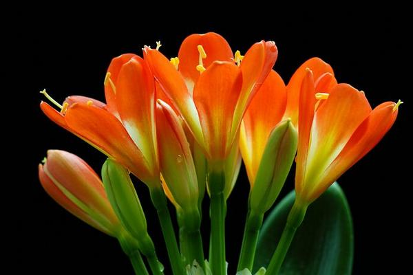 君子蘭開(kāi)花嗎（幾年） 君子蘭什么時(shí)候開(kāi)花（幾月）