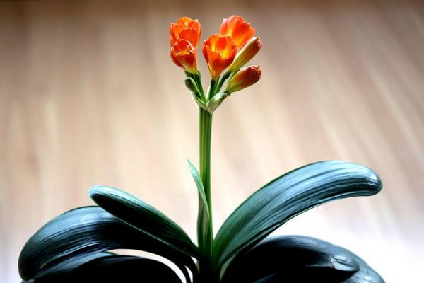 君子蘭送人的寓意 君子蘭為什么不能送人