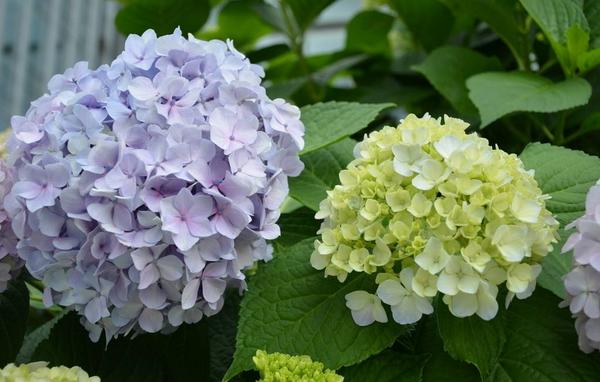 八仙花葉子發黃怎么辦 八仙花怎么修剪枝葉好看