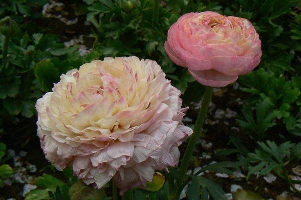 花毛茛種球怎么種 花毛茛種球種植方法