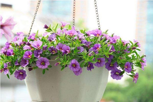 百萬(wàn)小鈴怎么養(yǎng) 百萬(wàn)小鈴養(yǎng)殖方法與注意事項(xiàng)